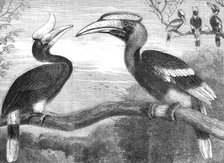 The Hornbills, in the Gardens of the Zoological Society, Regent's Park, 1864. Creator: Pearson.