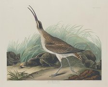 Great Esquimaux Curlew, 1835. Creator: Robert Havell.