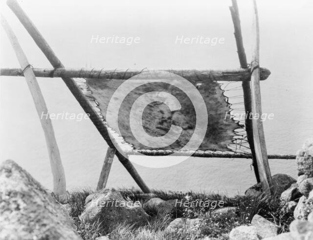 Drying walrus hide, Diomede, Alaska, c1929. Creator: Edward Sheriff Curtis.