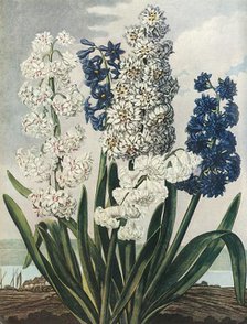 'Hyacinths', 1801, (1948). Creator: Thomas Warner.