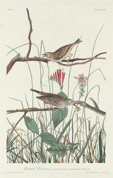 Savannah Finch, 1831. Creator: Robert Havell.