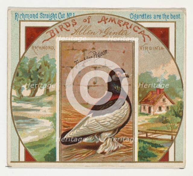 Tumbler Pigeon, from the Birds of America series (N37) for Allen & Ginter Cigarettes, 1888. Creator: Allen & Ginter.