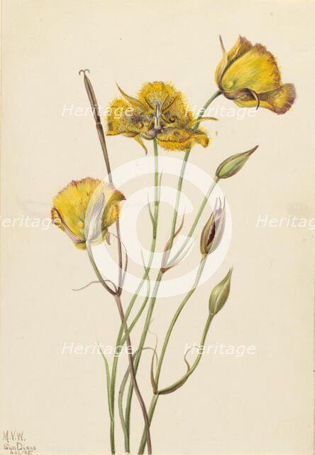 San Diego Mariposa (Calochortus weedii), 1925. Creator: Mary Vaux Walcott.