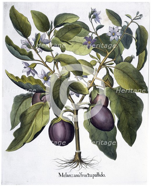 Aubergine, 1613. Artist: Unknown