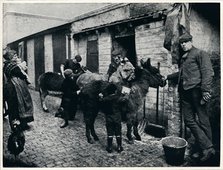 Grooming costers' donkeys, London, c1903 (1903). Artist: Unknown.