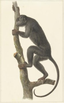 Black howler monkey (Paraguay), 1759-1842. Creator: Pieter Bartholomeusz. Barbiers.