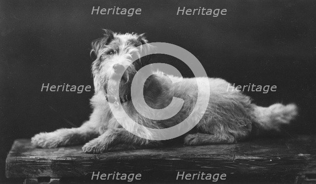 Caesar, King Edward's favourite dog, 20th century. Artist: Unknown