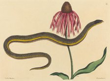 The Glass Snake (Anguis ventralis), published 1731-1743. Creator: Mark Catesby.