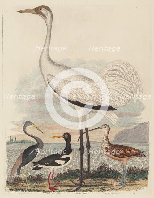 Louisiana Heron, Pied Oyster-catcher, Hooping Crane, and Long-billed Curlew, published 1808-1814. Creator: John G. Warnicke.