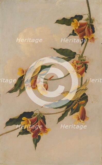 Yellow Warbler, 1830-1833. Creator: Joseph Bartholomew Kidd.