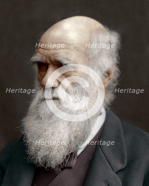 Charles Darwin, British naturalist, 1878. Artist: Unknown
