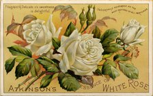 Atkinson’s Essence of White Rose, 19th century. Artist: Unknown