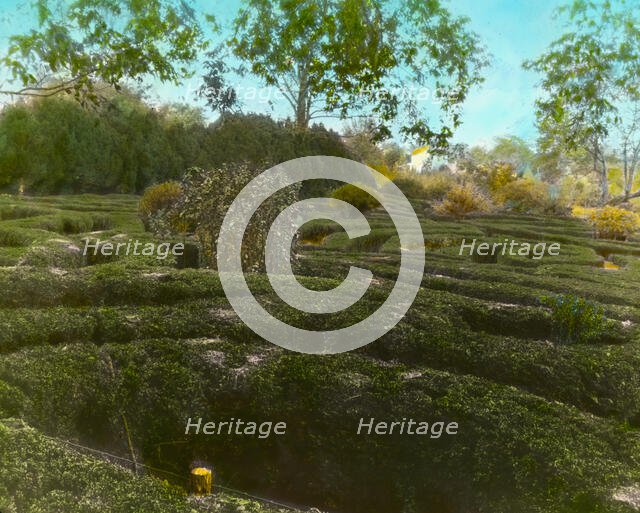 "Tuckahoe," Nehemiah Addison Baker house, 12601 River Road, Richmond, Virginia, 1936. Creator: Frances Benjamin Johnston.