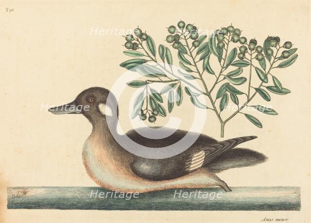 The Little Brown Duck (Anas rustica), published 1754. Creator: Mark Catesby.