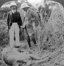 The dead maneater, Behar jungle, India, c1900s(?).Artist: Underwood & Underwood