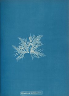 Delesseria sinvosa, var., ca. 1853. Creator: Anna Atkins.