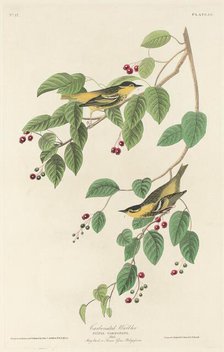 Carbonated Warbler, 1829. Creator: Robert Havell.