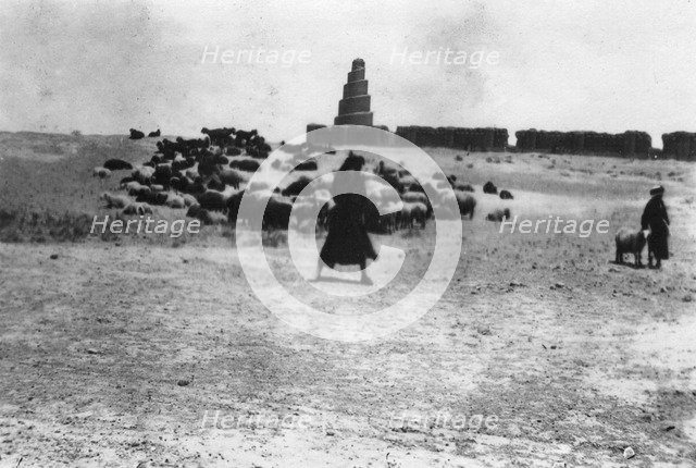 Sheep grazing outside Samarra, Mesopotamia, 1918. Artist: Unknown