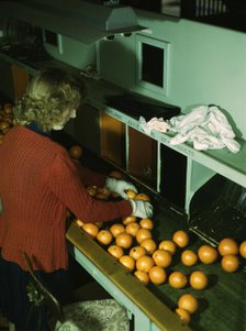 Grading oranges at a co-op orange packing plant, Redlands, Calif., 1943. Creator: Jack Delano.