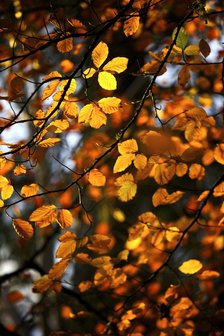 Yellow and gold autumn leaves still on the branch of a tree, 2009. Artist: James McCormick.