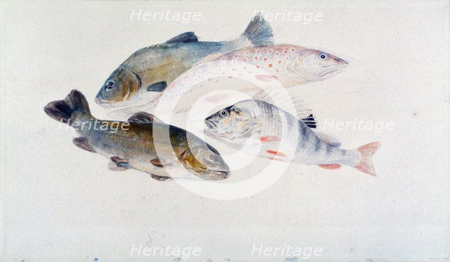 'Study of Fish: Two Tench, a Trout and a Perch', c1822-1824.  Artist: JMW Turner