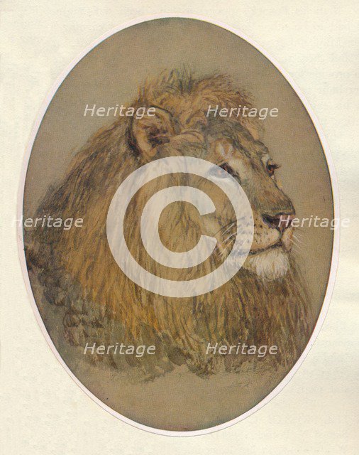 'Lion's Head', c1896. Artist: Frank Paton.