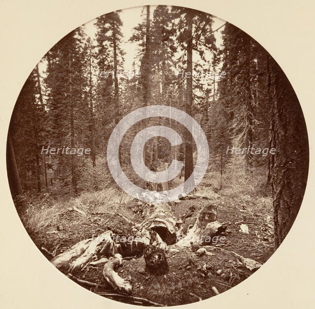 [Yosemite National Park, California], ca. 1878. Creator: Carleton Emmons Watkins.