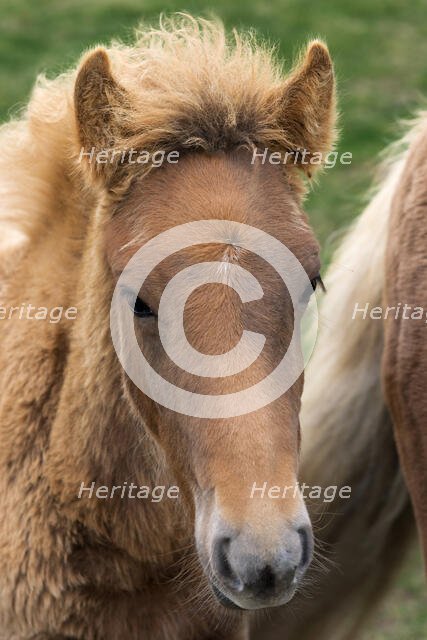 Icelandic Colt. Creator: Tom Artin.