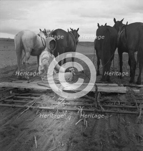 West Texas tenant farmer's wife, 1937. Creator: Dorothea Lange.