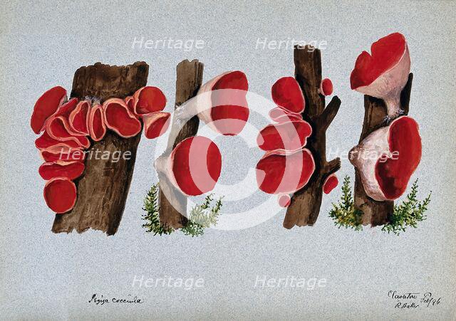 Scarlet elf cup fungus (Sarcoscypha coccinea): fruiting bodies growing on wood, 1896. Creator: R Baker.