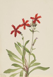 Fire Pink (Silene virginica), 1932. Creator: Mary Vaux Walcott.