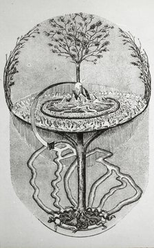 Reproduction of print showing Cosmic ash tree, between 1915 and 1925. Creator: Frances Benjamin Johnston.