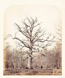 Queen Anne's Oak, 1864. Creator: James Sinclair, Earl of Caithness.