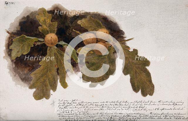 Oak leaves with four oak apples, c19th century. Creator: Unknown.