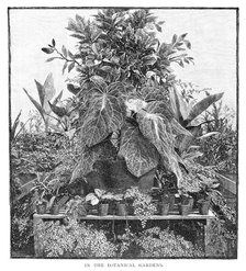 'In The Botanical Gardens', 1886. Artist: Unknown