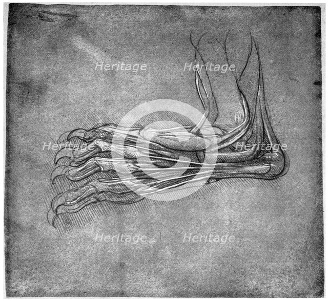 Muscles and sinews in a foot, possibly of a hare, late 15th or early 16th century (1954).Artist: Leonardo da Vinci