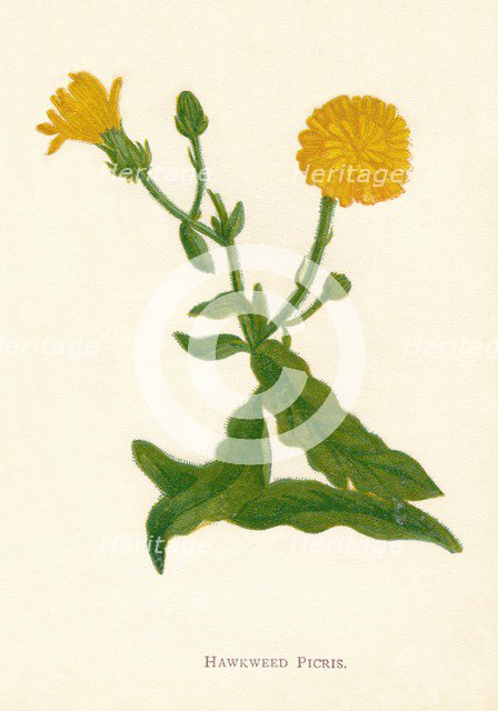'Hawkweed Picris', c1891, (1891). Artist: Anne Pratt.