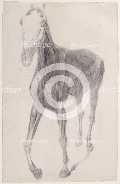 Working drawing for 'The Eighth Anatomical Table of the Muscles ... of the Horse', 1756. Creator: George Stubbs.