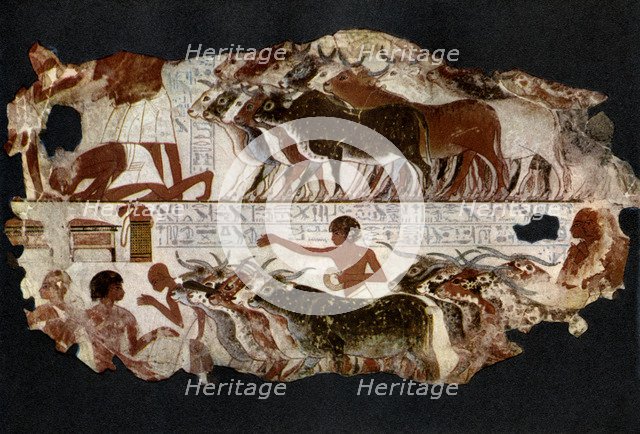 Herds of cattle from the time of the 18th Dynasty, Egypt, c1400 BC (1936). Artist: Unknown