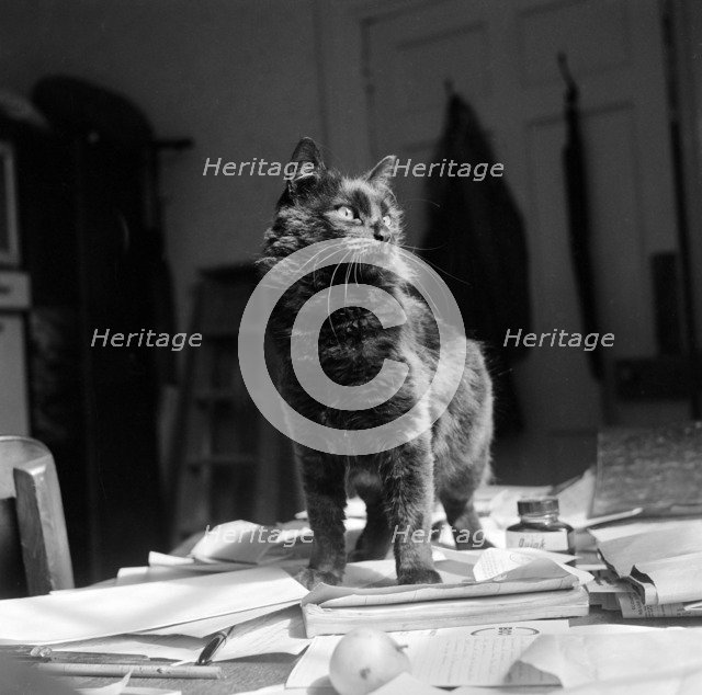 Black shorthair cat standing on papers on a desk, possibly in Newbarn, Isle of Wight, 1960s Artist: John Gay.