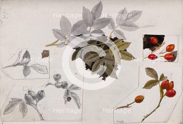 Rose hips and leaves, c1900s. Creator: Unknown.