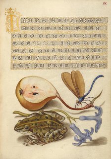 Common Pear, Lake Demoiselle, Moor Frog, and Hyacinth, 1561-1562; illumination added 1591-1596. Creator: Joris Hoefnagel.