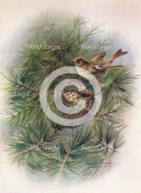 'Goldcrest - Reg'ulus crista'tus', c1910, (1910). Artist: George James Rankin.