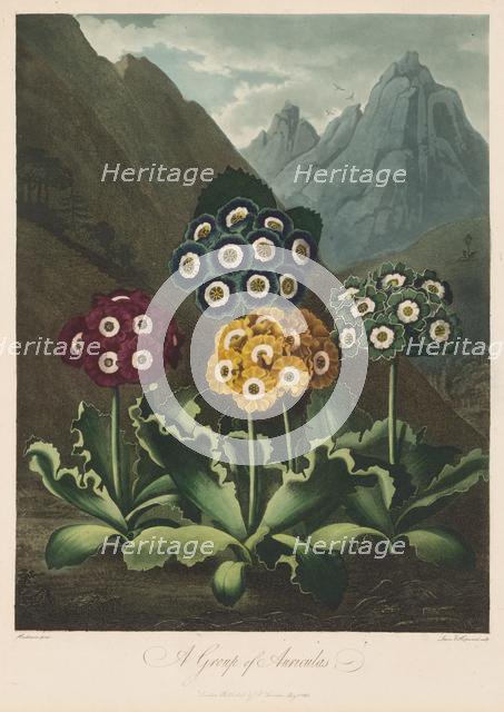 The Temple of Flora, or Garden of Nature: A Group of Auriculas, 1803. Creator: Robert John Thornton (British, 1768-1837).