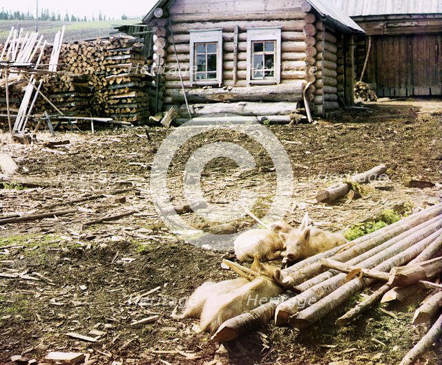 Piglets, 1912. Creator: Sergey Mikhaylovich Prokudin-Gorsky.