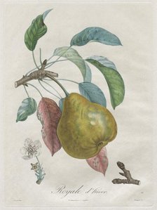 Traité des arbres fruitiers: Royal dhiver, 1808-1835. Creator: Henri Louis Duhamel du Monceau (French, 1700-1782).