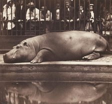 The Hippopotamus at the Zoological Gardens, Regent's Park, 1852. Creator: Juan de Borbón.