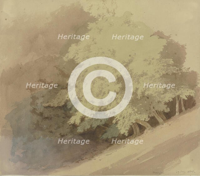 Trees on a slope near Braunfels, 1855. Creator: Carl Theodor Reiffenstein.