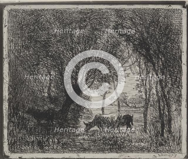 Cows in the Woods, original impression 1862, printed in 1921. Creator: Charles François Daubigny (French, 1817-1878).