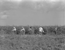 Hoeing sugarcane on plantation in Louisiana, 1937. Creator: Dorothea Lange.